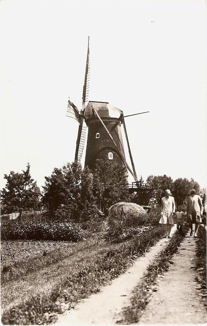 Molen 01271 Willem de Tweede (Dubbeldam), Ansichtkaart, collectie DVM | Database Nederlandse molens media-bestand