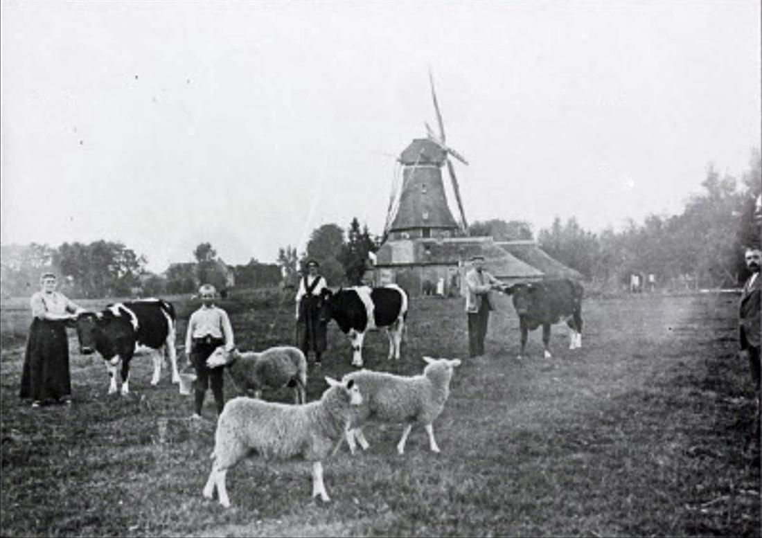 3, Molen 01466 Molen van A. Akkerman (Nijeveen), Afbeelding, collectie DHM | Database Nederlandse molens media-bestand