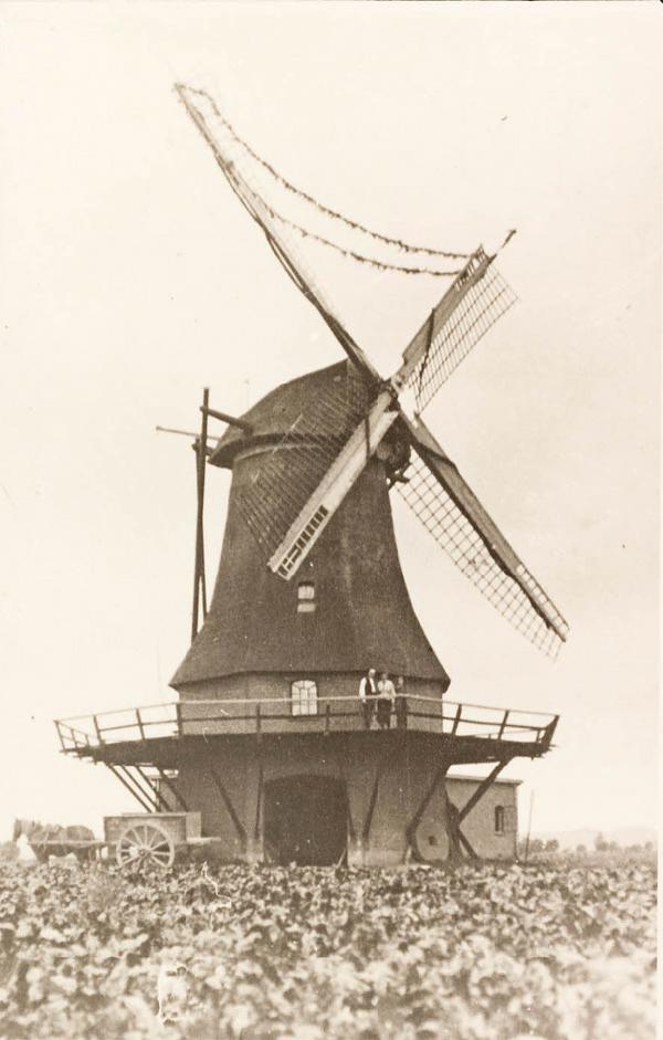 1, Molen 03106 Molen van Berntsen (2e) (Azewijn), foto coll. DHM. de molen staat versierd ivm het huwelijk van de molenaar Berntsen in 1925 | Database Nederlandse molens media-bestand