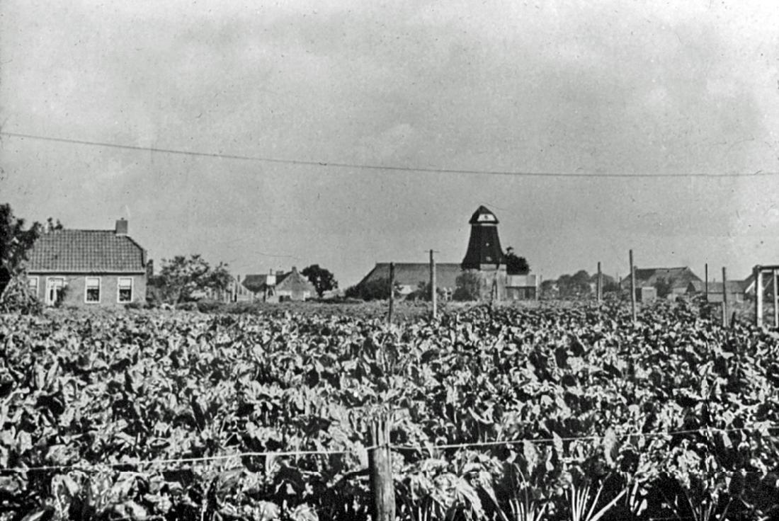1, Molen 00495 Bijo / Molen van Tromp / Molen van Luttikhold / Molen van Koo (Warffum), Foto van W.O. Bakker,&nbsp; 1951-1955. | Database Nederlandse molens