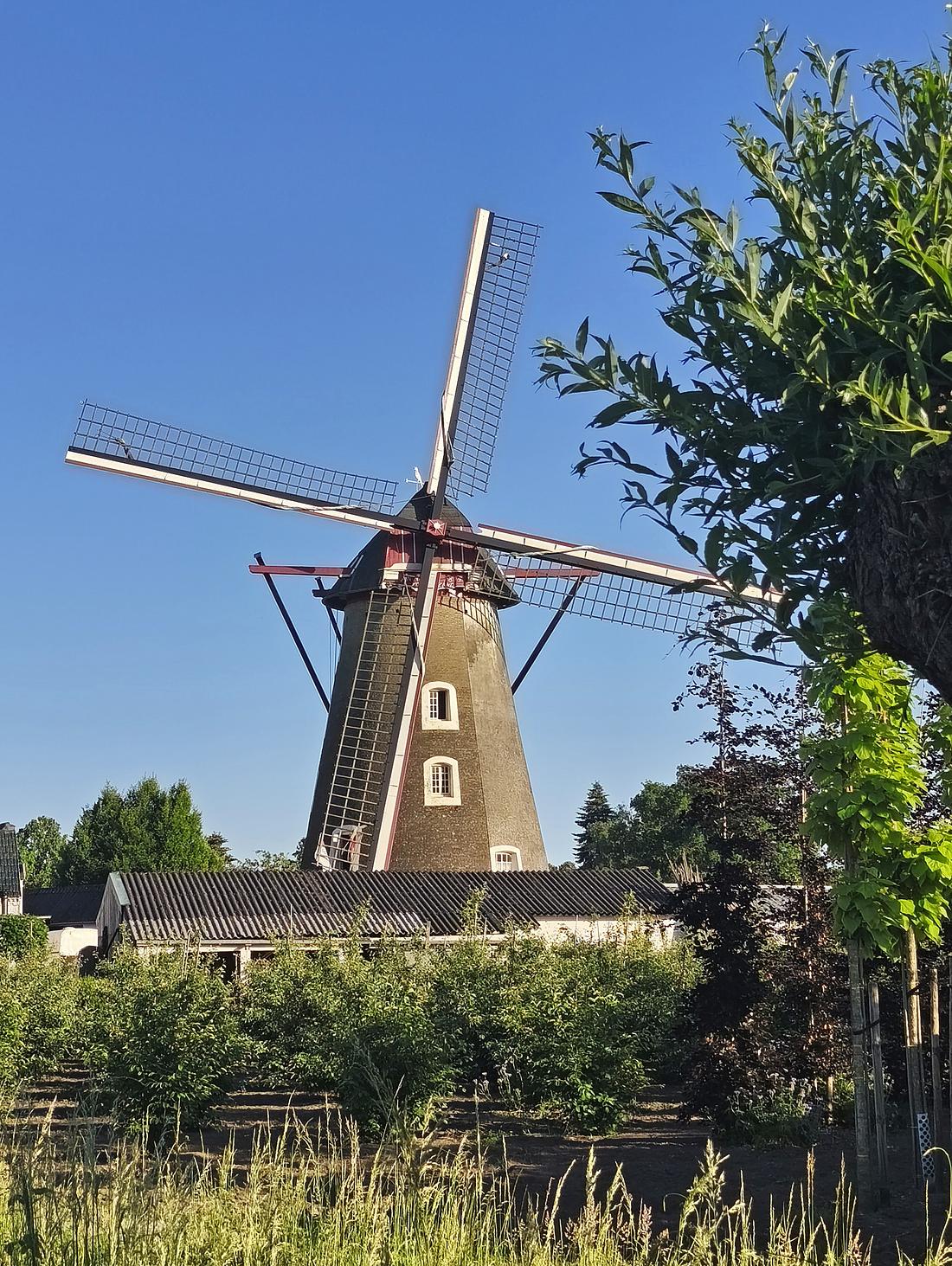 Molen 01561 Vogelenzang / Bettmolen (Lieshout), Rens Essinger (26-05-2026) | Database Nederlandse molens