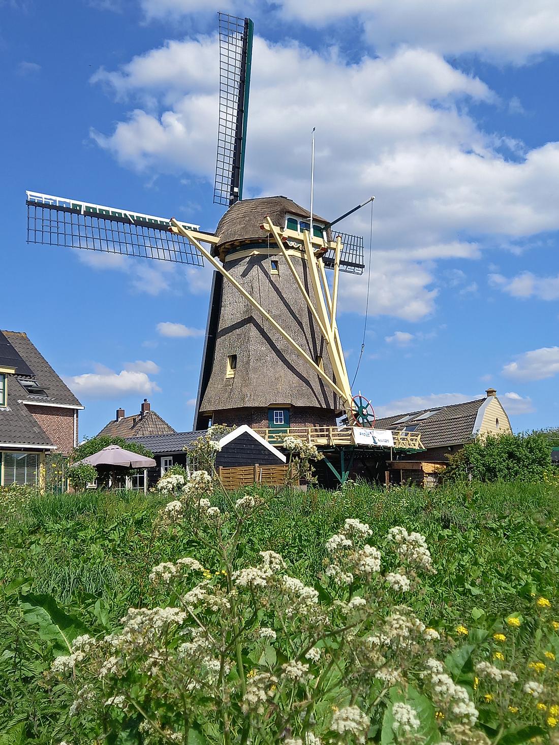 2, Molen 03525 Windlust (Nootdorp), Cock Weerheim (09-05-2025)Bloeiende omgeving. | Database Nederlandse molens