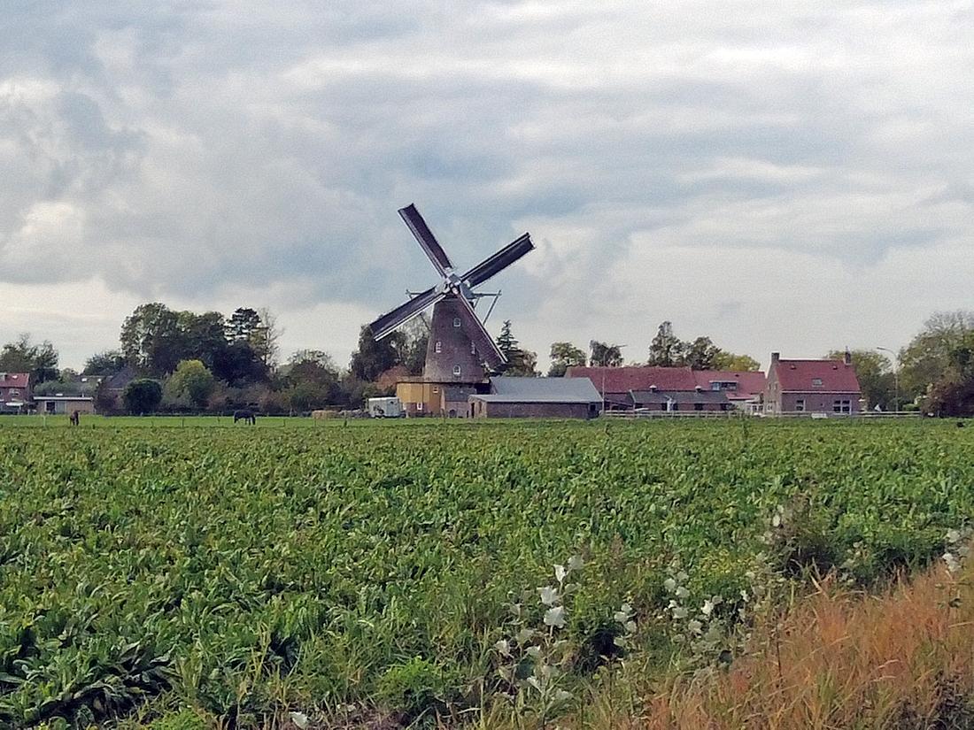 2, Molen 03545 De Graanhalm (Gapinge), Oscar Mol (18-10-2025)De molen met zijn omgeving, zicht vanuit het oosten. | Database Nederlandse molens