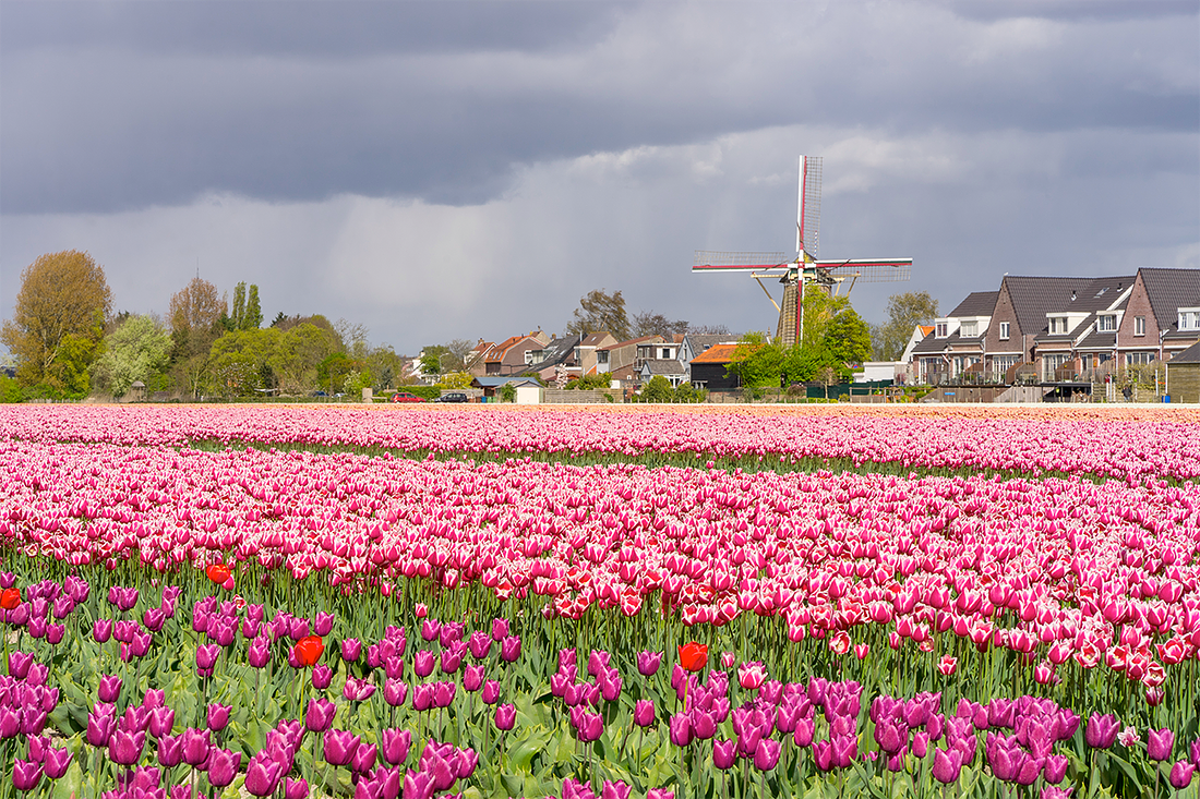 4, Molen 01896 d'Oranjeboom (Nieuwe-Tonge), Marcel van Nies (17-4-2017) | Database Nederlandse molens media-bestand