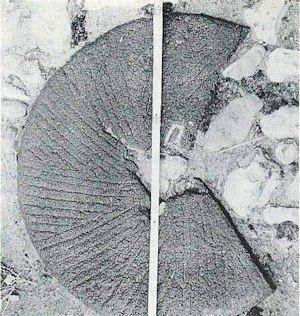 Molen 16667 Rosmolen hoeve aan de Vuchtschootse Loop (Breda), Foto uit het artikel | Database Nederlandse molens media-bestand